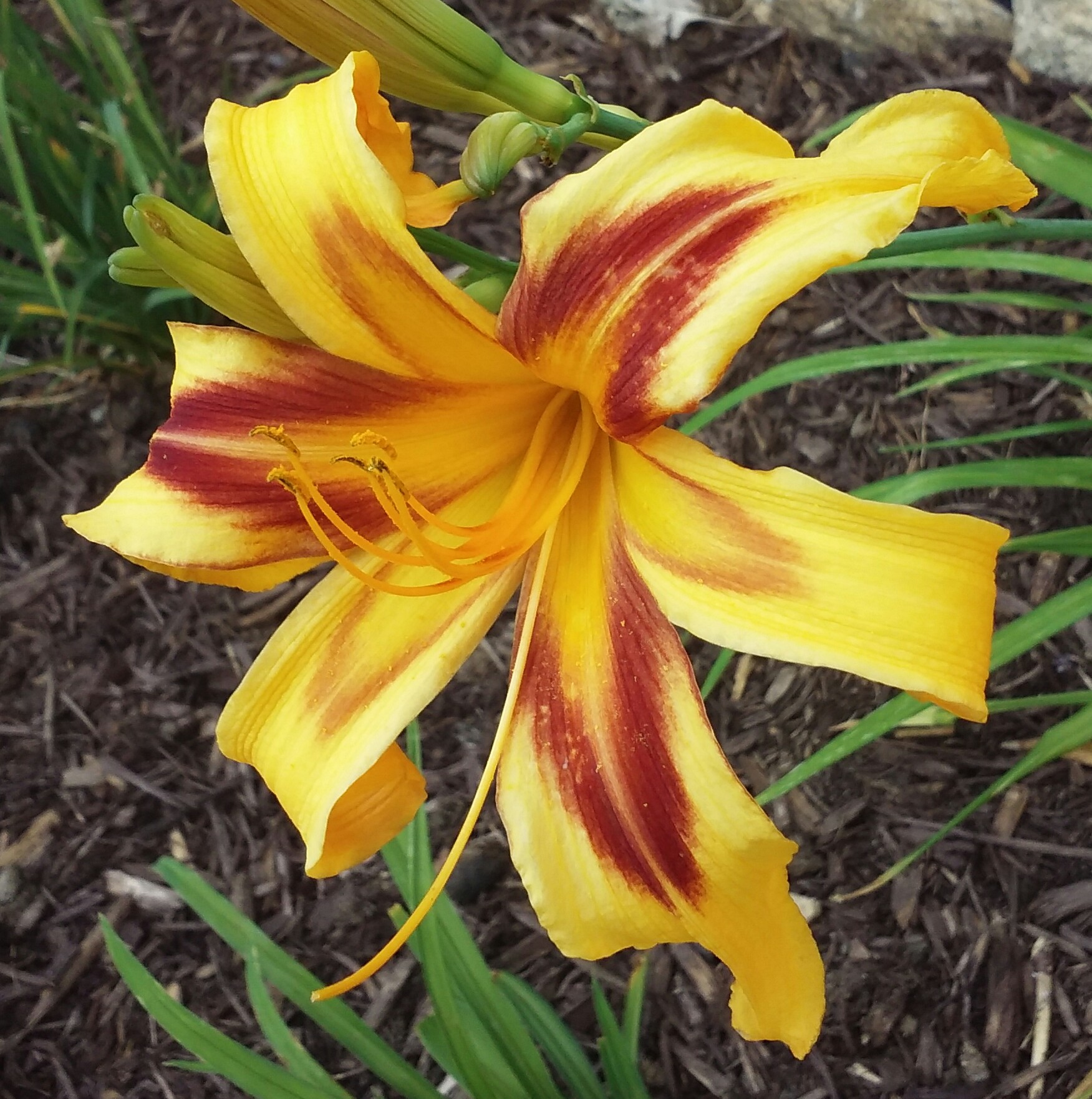 corolla-light-mtbobbins-daylilies