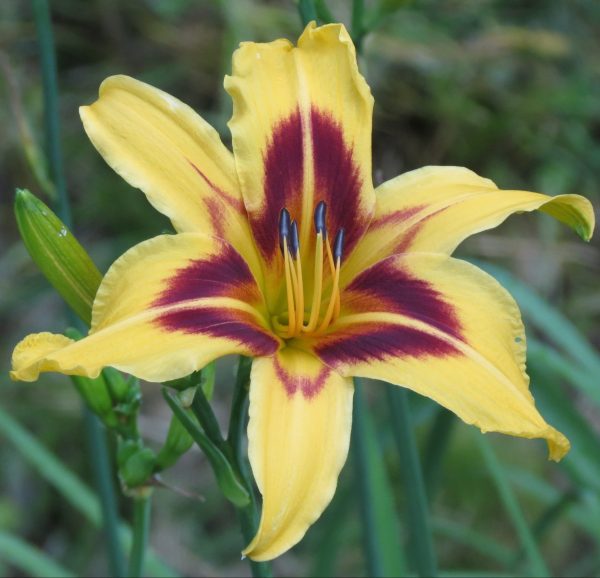 Bonanza – MTBobbins Daylilies