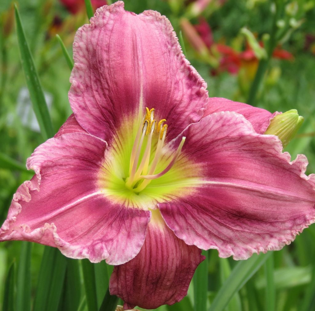 eyes-that-see-mtbobbins-daylilies