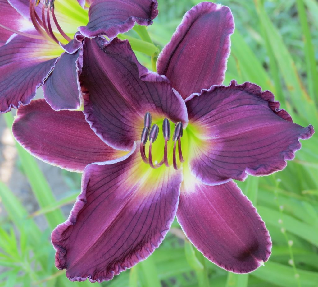 Indian Giver MTBobbins Daylilies