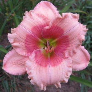 Janice Brown