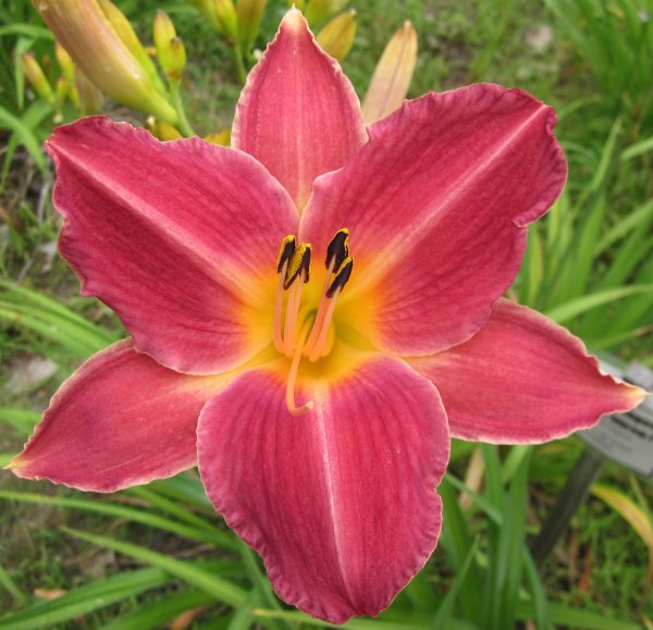 Maddie's Magenta