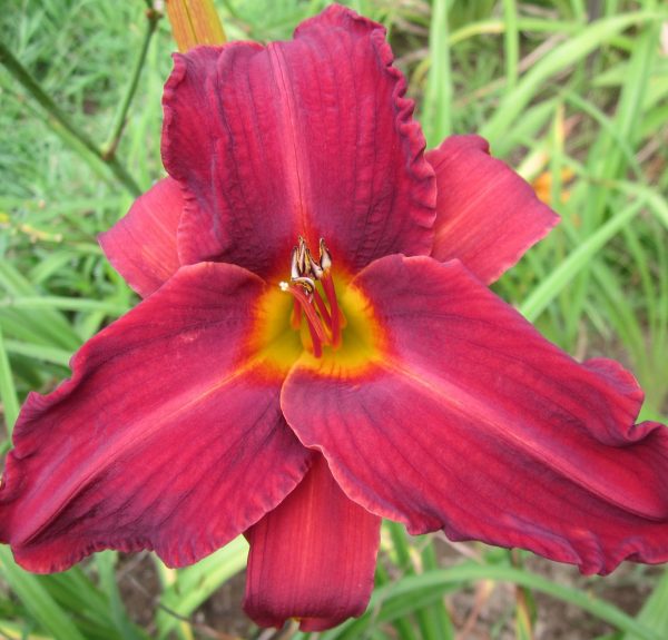 Oriental Ruby