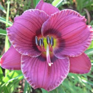 Pasqueflower