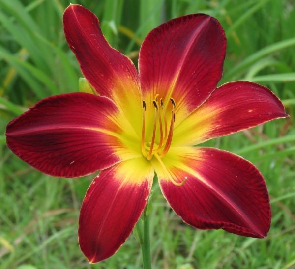 Ruby Spider