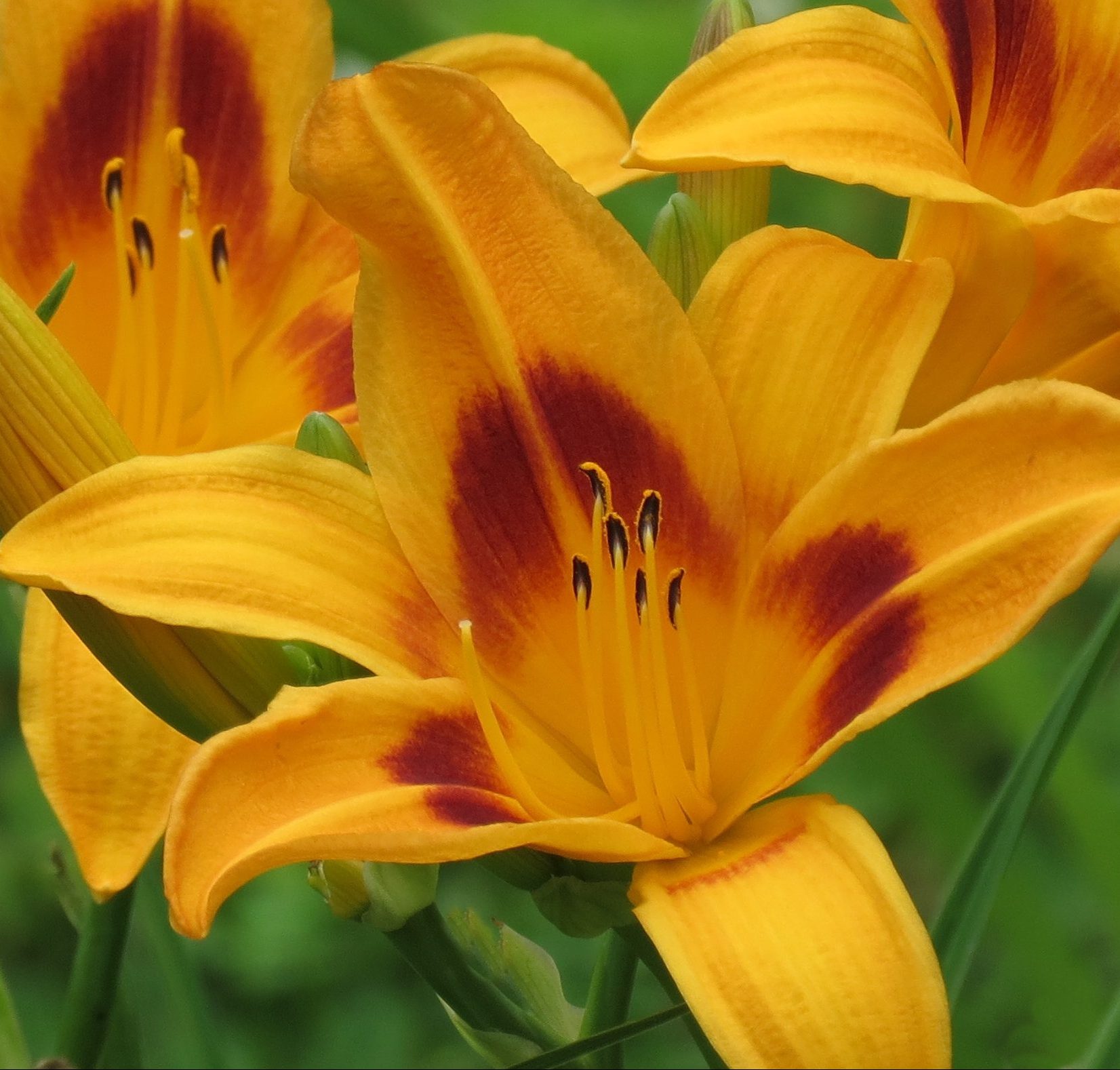 Saratoga Springtime – MTBobbins Daylilies