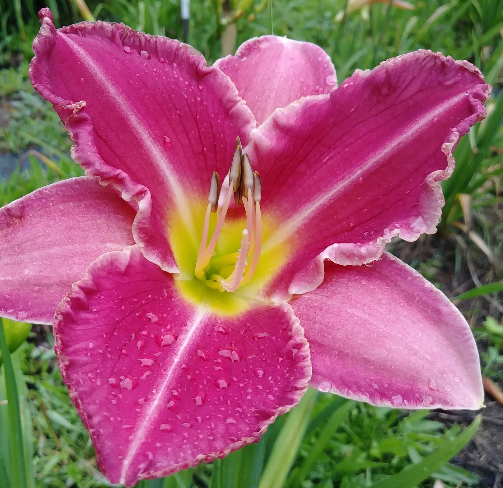 Border Crossing MTBobbins Daylilies