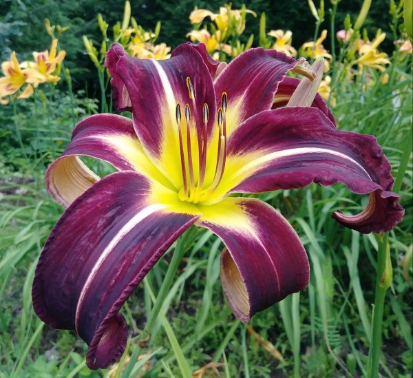 Creature Of The Night – MTBobbins Daylilies