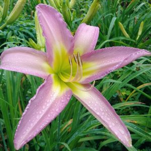 Dallas Star