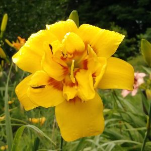 Double Daffy