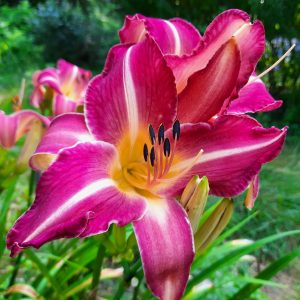 Fuchsia Dream