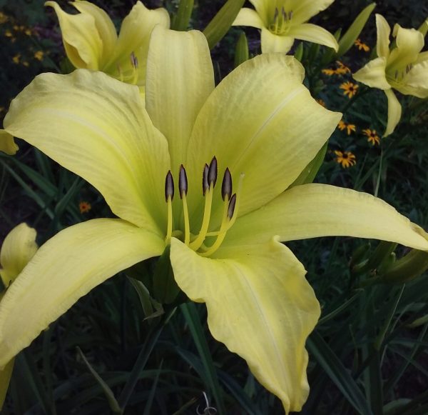 Hyperion