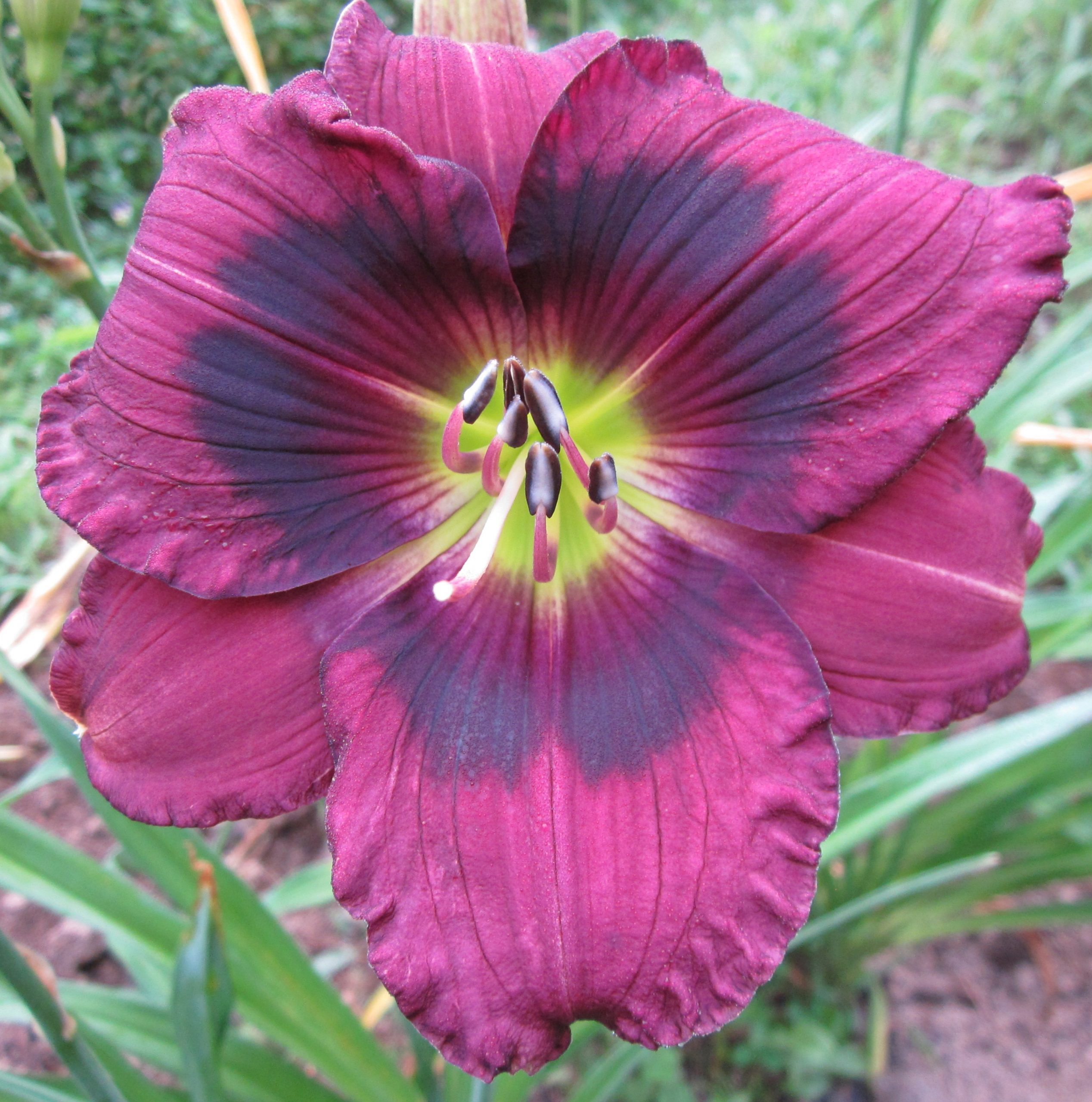 Kansas Kitten – MTBobbins Daylilies