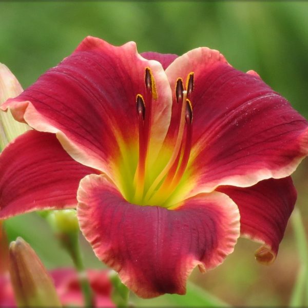 Pocket Change MTBobbins Daylilies