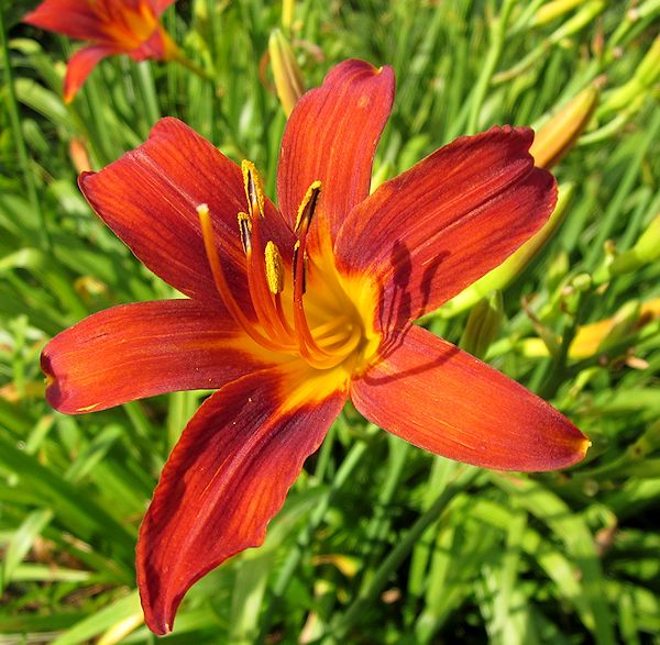 Sammy Russell – MTBobbins Daylilies