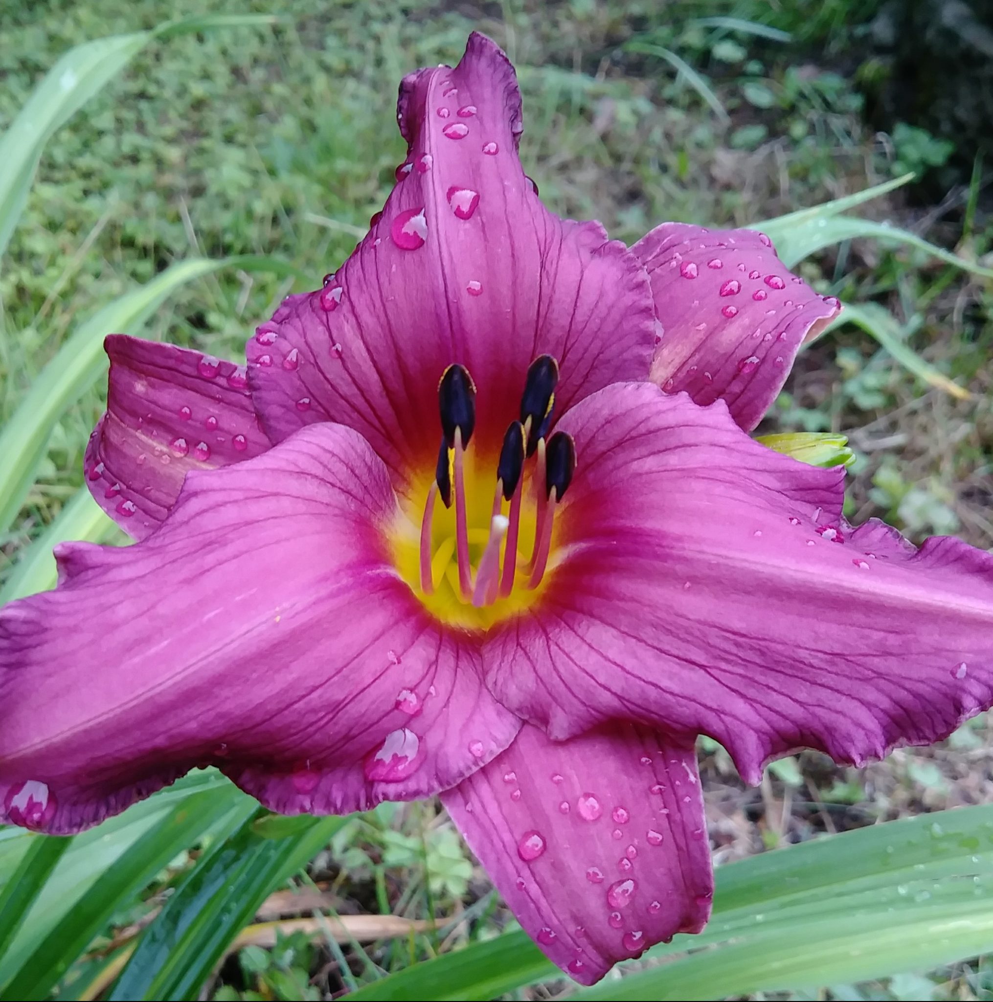 Summer Wine MTBobbins Daylilies