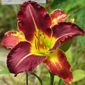 Velvet Thunder