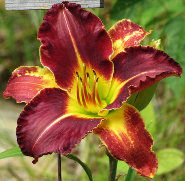 Velvet Thunder