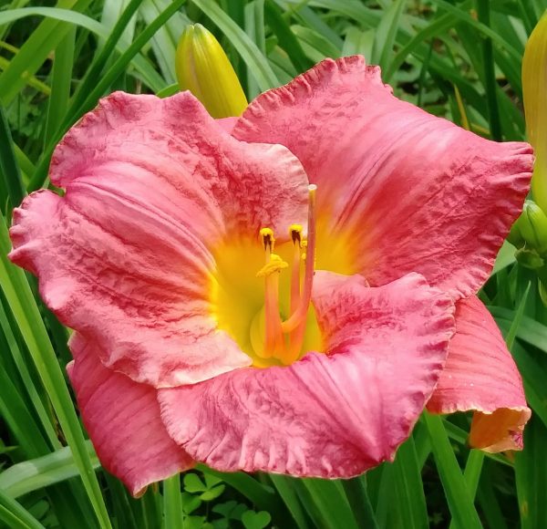 Vera Biaglow