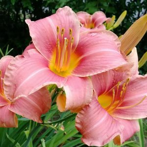Prairie Belle