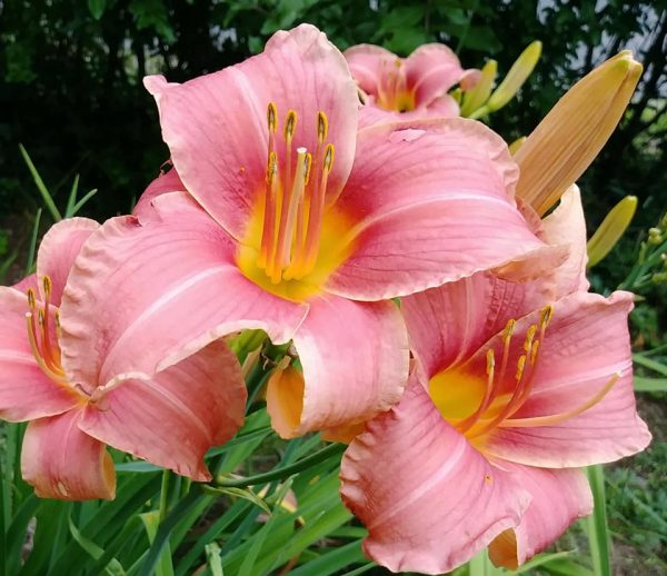 Prairie Belle