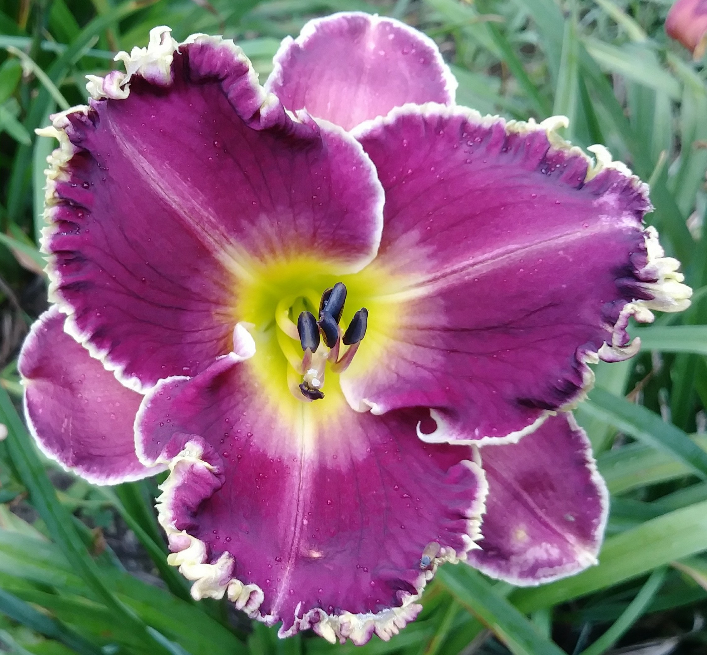 fisher-cat-mtbobbins-daylilies